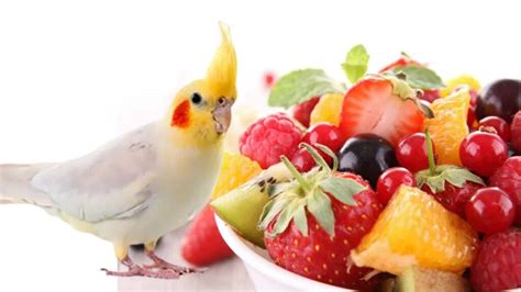 Can Cockatiels Eat Fruit? 15 Great Tips - Strange Wild