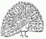 Cute Peacock Coloring Pages sketch template