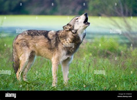 Mexican Wolf Howling