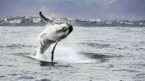 whale-watching-gansbaai | South Africa Living