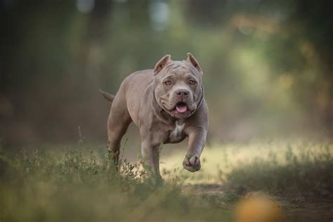 Pocket Bully: A Guide To This American Bully Dog Breed