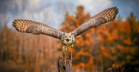 Great Horned Owl Wingspan & Size: How Big Are They? - A-Z Animals