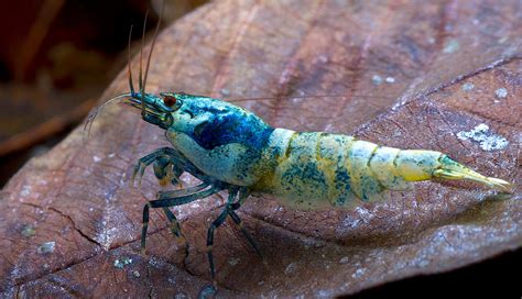 Blue bolt shrimp (Caridina cf cantonensis) care & info - The Shrimp Farm