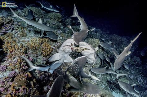 Rare Photos of a Shark Feeding Frenzy