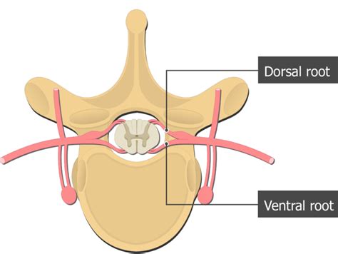 Spinal Nerve Roots