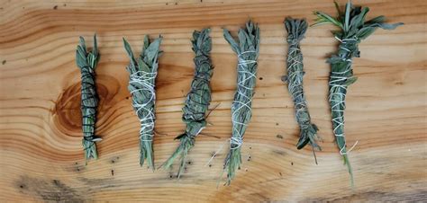 Harvesting and Drying Sage for Smudge Sticks : Weedender