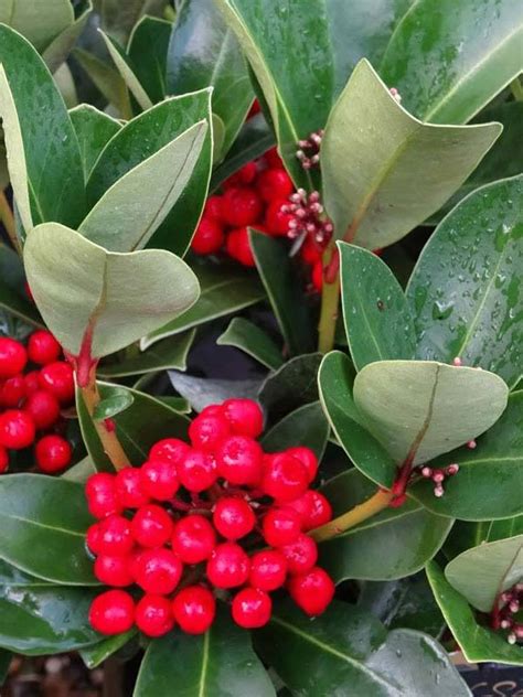 Skimmia Evergreen Shrubs Provide Winter Interest In Your Garden