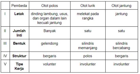 Perbedaan Fungsi Antara Otot Polos Dengan Otot Lurik Adalah Riset - Riset