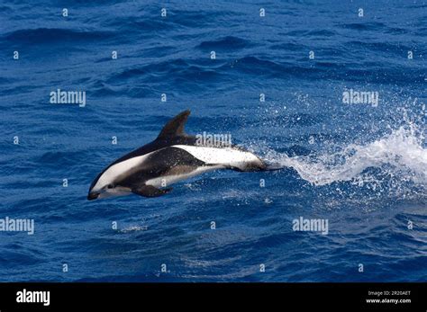 Hourglass dolphin (Lagenorhynchus cruciger), Hourglass Dolphin ...