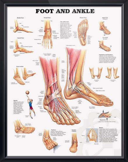 Foot and Ankle anatomy poster shows medial, frontal, lateral and ...