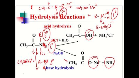 A2 Amides Video 2 Amides reactions and basicity - YouTube