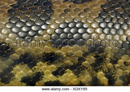 Yellow anaconda snake skin covered in textured scales animal Stock Photo: 66463056 - Alamy