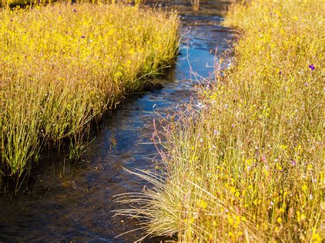 Grass Flower Field , Wildflowers Free Stock Photo - Public Domain Pictures