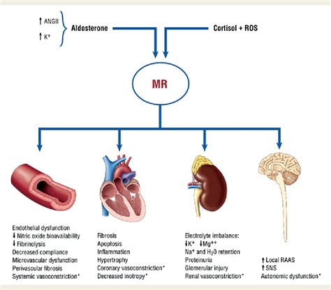 Figure 1 from Mineralocorticoid receptor antagonism: therapeutic potential in acute heart ...