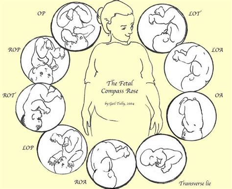 Belly Mapping - How to tell baby's position in the womb - Spinning Babies | Spinning babies ...