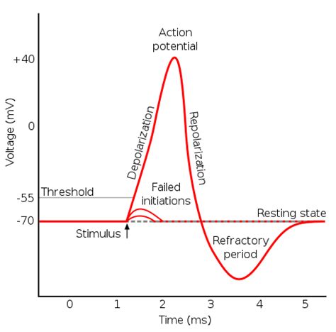 9+ Action Potential Diagram Neuron | EyvieFarahna