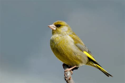 European Greenfinch Photos