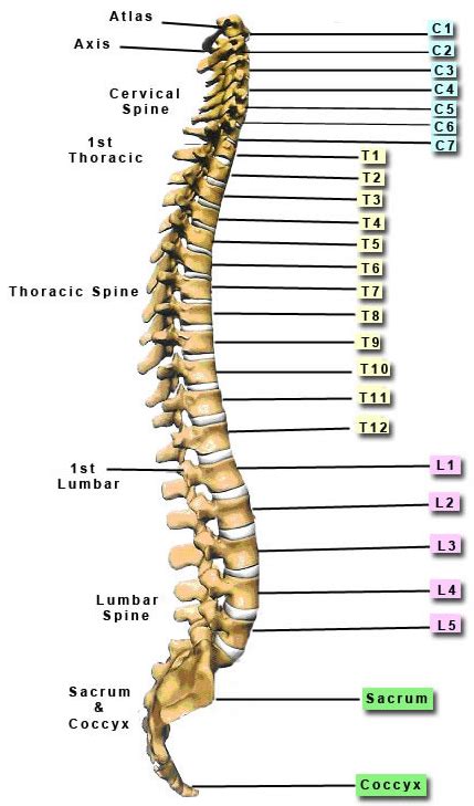 Lumbar Spine L1 L2 | Hot Sex Picture