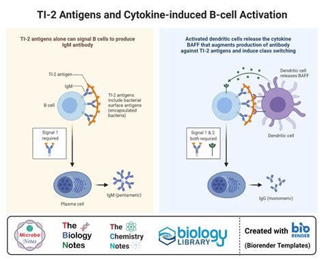 B cell (B lymphocyte)- Definition, Types, Development, Applications