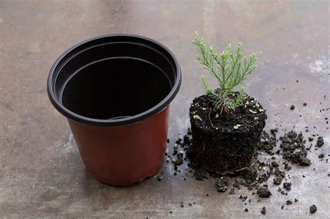 The Best Soil for Bonsai Trees - DIY Playbook