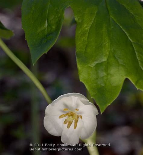 May Apple – Podophyllum peltatum | Beautiful Flower Pictures Blog