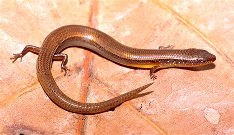 Smithsonian Insider – Speaking of skinks: short limbed, long tailed ...