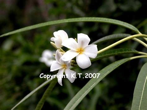 Plumeria sp. alba- 5 Seeds – Brad's Buds and Blooms