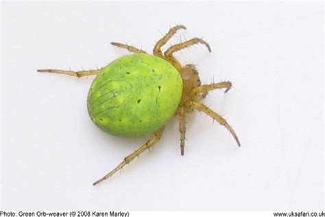 Green Orb-Weaver Spiders - Araniella cucurbitina - UK Safari