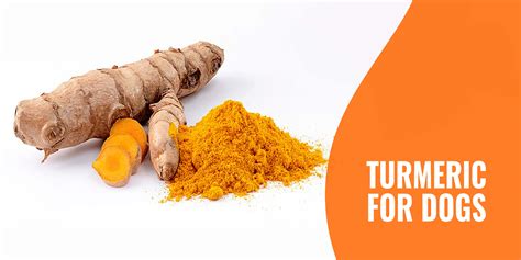 Turmeric for Dogs – Benefits, Dangers, Administration & FAQ