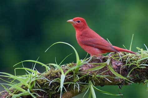 Birds In Minnesota: 25 Species In This Rural State