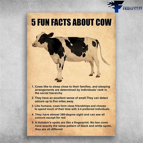 Dairy Cow Fun Fact - 5 Fun Facts About Cow, Cows Like Sleep Close To ...