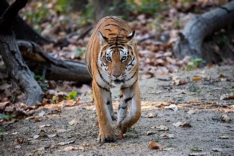 Tiger Safari in Kanha National Park Update (2023) - Tiger Safari India Blog