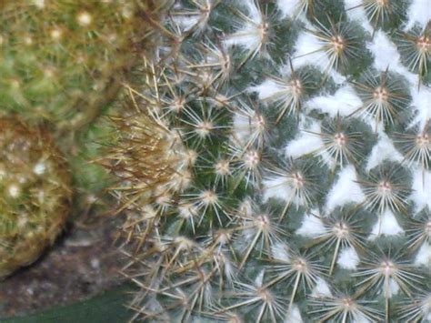 Another ID. - CactiGuide.com