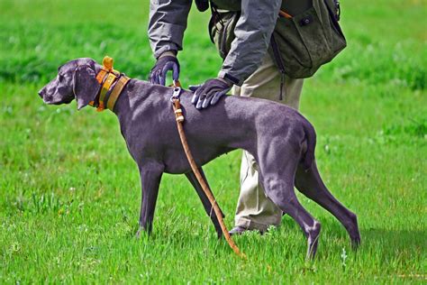 7 Popular Pointer Dog Breeds for Bird Hunting | GearJunkie