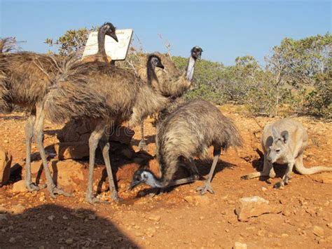 Kangaroo and Emus, Australia Stock Photo - Image of nature, cleland: 65771324