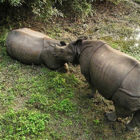 Wildlife & animals: Annapurna Trekking