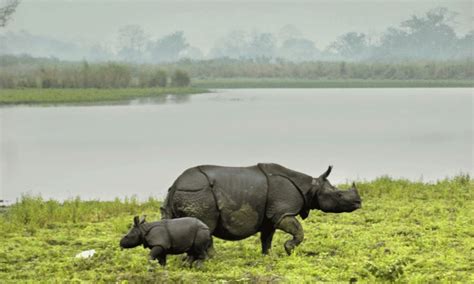 Get The Best Idea To Visit Assam Wildlife Sanctuary | Online Drifts ...