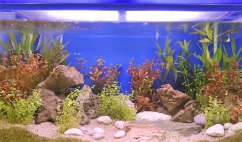 Desire Aquarium 5 Benefits of Using Fish Tank Gravel