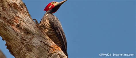 Birds of the Peruvian amazon rainforest - Dreamstime