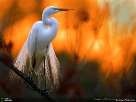 20+ Of The Best Entries From The 2016 National Geographic Nature Photographer Of The Year