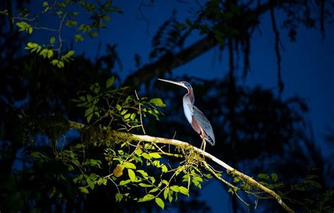 Yasuni National Park is one of the Most Biodiverse Places on the Planet