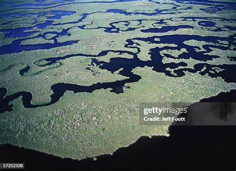 39 Everglades Manatee Stock Photos, High-Res Pictures, and Images ...