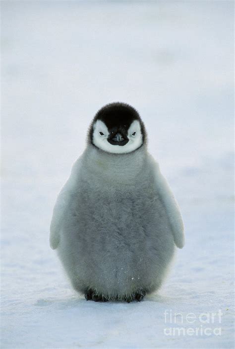 Emperor Penguin Baby Photograph by Konrad Wothe - Pixels