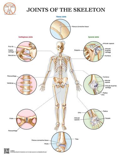 Body Scientific Incorporated - Anatomy of the Joints of the Skeleton ...