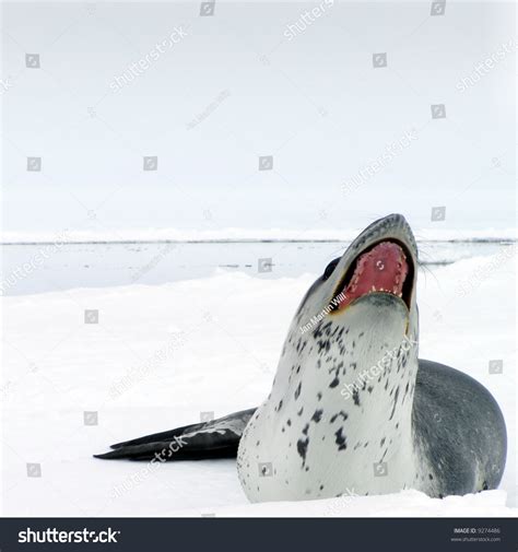 Leopard Seal Showing His Dangerous Teeth Stock Photo 9274486 | Shutterstock