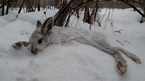 Free photo: Snowshoe Hare - Animal, Wildlife, Wild - Free Download - Jooinn