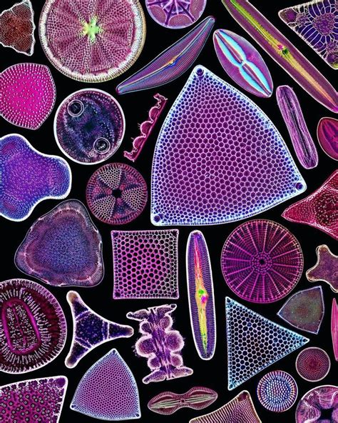 Jan Rosenboom on Instagram: "Digital diatoms #4 As you liked them so much last time here is ...