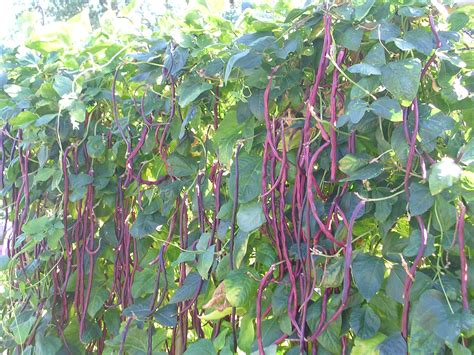 How to Grow Beans -Growing Beans -Garden Beans -Bean Plants