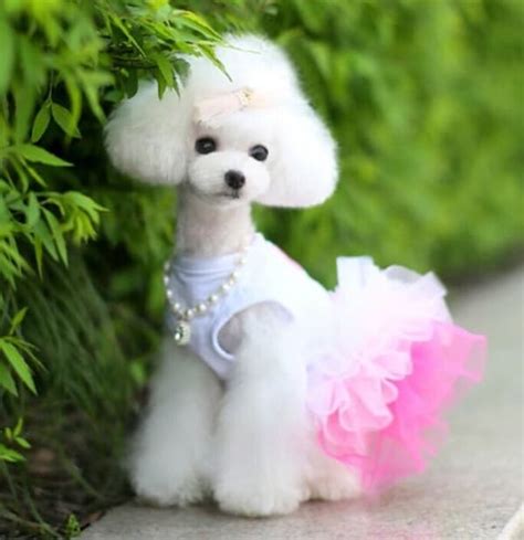 30 Different Dog Grooming Styles - Tail and Fur