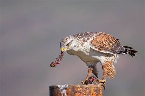 FERRUGINOUS HAWK